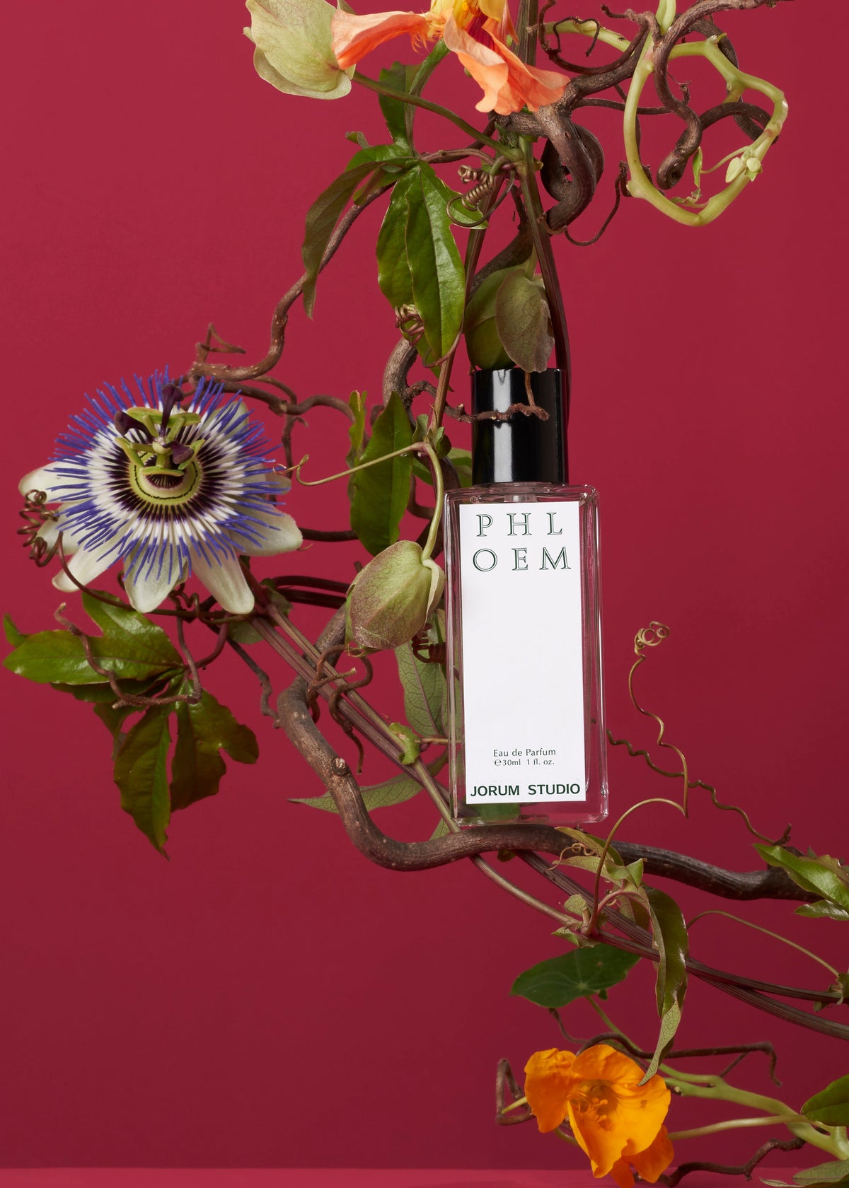 Phloem | Jorum Studio